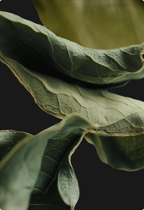Macro photograph of curled green tea leaves on black